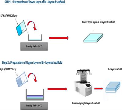 Mechanical properties, and in vitro biocompatibility assessment of biomimetic dual layered keratin/ hydroxyapatite scaffolds